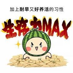 娱乐吃瓜酱中华文化,解码中华文化中的趣味与智慧